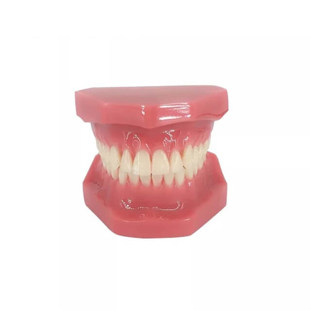Модель зубів для навчання
