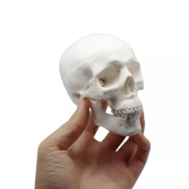 Анатомічна міні-3D модель людського черепа